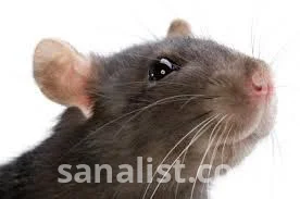 Professional Fumigation and Pest Control Services in Nairobi 3