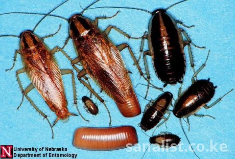 Professional Fumigation and Pest Control Services in Nairobi 4