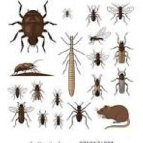 Professional Fumigation and Pest Control Services in Nairobi 5