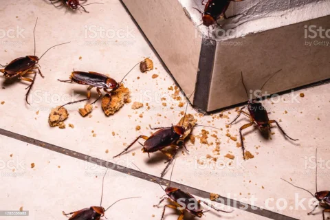 Professional Fumigation and Pest Control Services in Nairobi 7