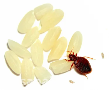 Professional Fumigation and Pest Control Services in Nairobi
