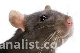 Professional Fumigation and Pest Control Services in Nairobi