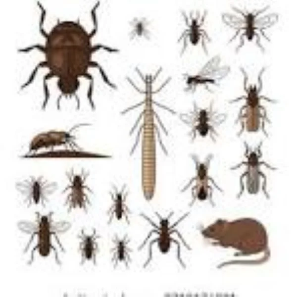 Professional Fumigation and Pest Control Services in Nairobi