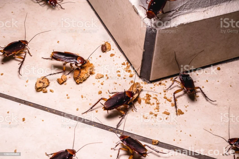 Professional Fumigation and Pest Control Services in Nairobi