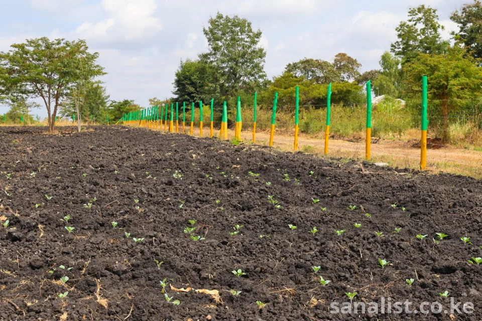 50 by 100 PRIMES PLOTS IN MAKUTANO PI FOR SALE