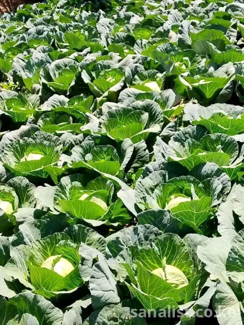 THE BRIGHTNES WECAN SHINE BY BRINGING THE FARM TO YOUR DOORSTEP 18