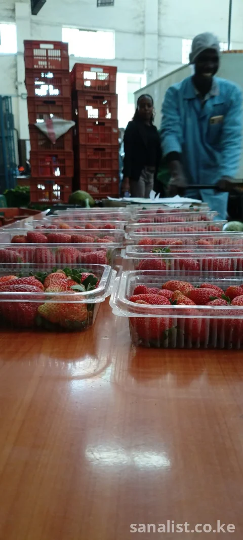 THE BRIGHTNES WECAN SHINE BY BRINGING THE FARM TO YOUR DOORSTEP 15