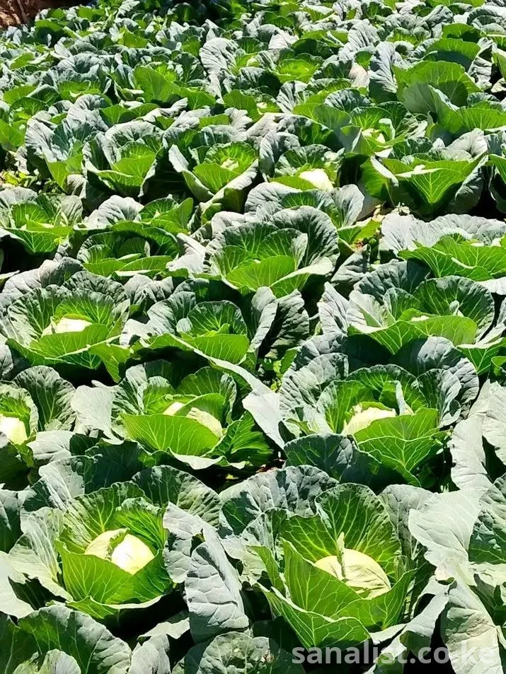 THE BRIGHTNES WECAN SHINE BY BRINGING THE FARM TO YOUR DOORSTEP
